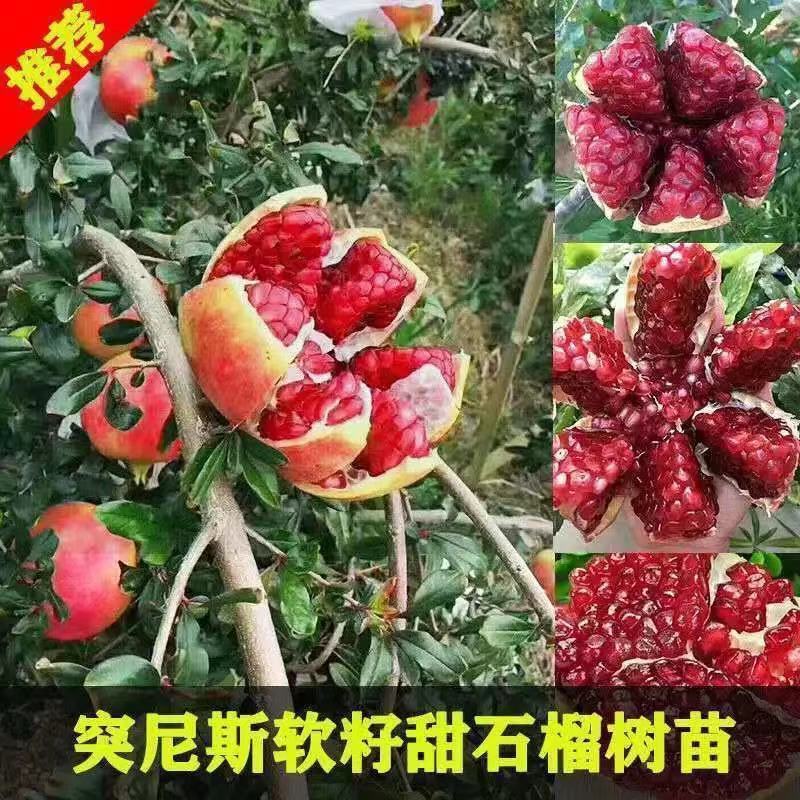 突尼斯软籽石榴果苗无籽黑籽甜石榴树南方北方四季阳台盆栽
