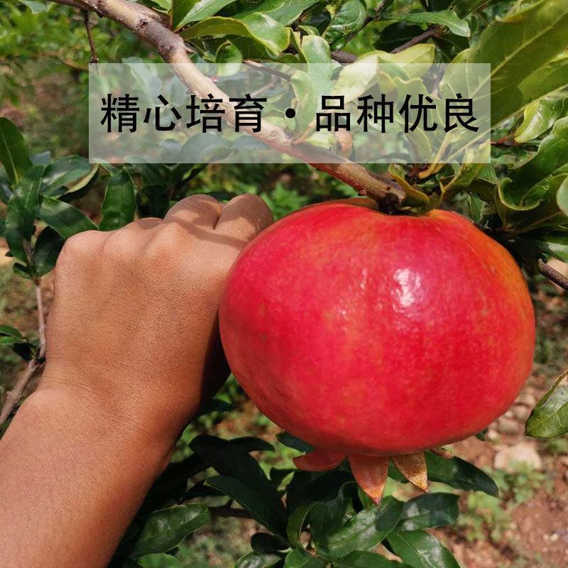 突尼斯软籽石榴果苗无籽黑籽甜石榴树南方北方四季阳台盆栽