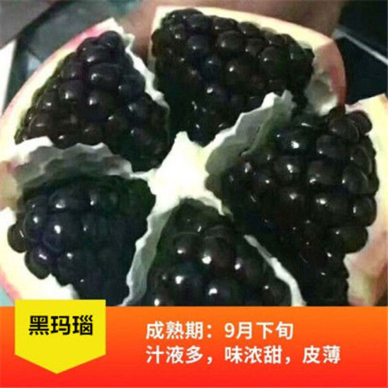 突尼斯软籽石榴果苗无籽黑籽甜石榴树南方北方四季阳台盆栽