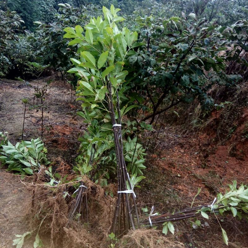 吴茱萸中花吴茱萸米辣子，贵州高原无污染特产吴茱萸
