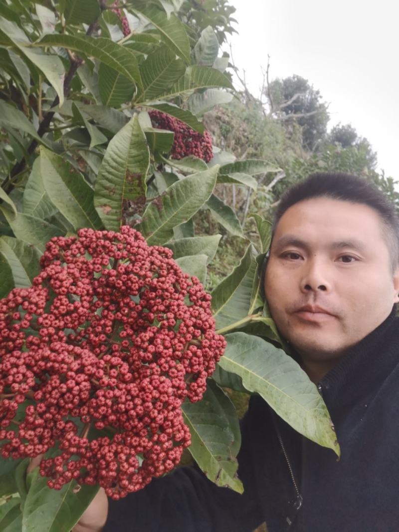 吴茱萸（品种：中花）贵州高原特产无污染吴茱萸米辣子
