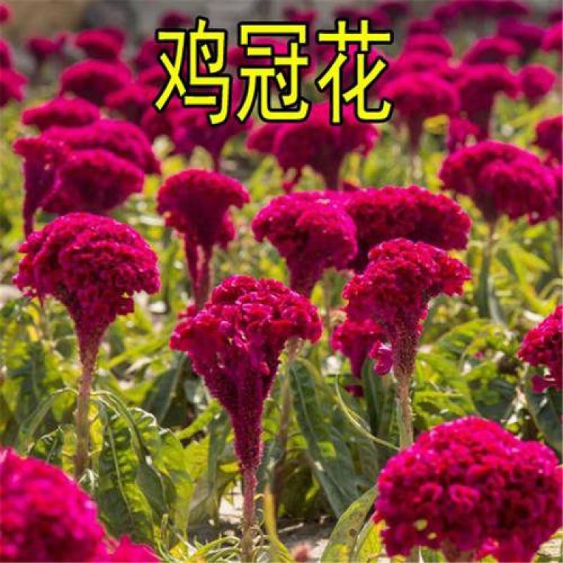 鸡冠花种子冠状鸡冠花火焰鸡冠花耐寒耐旱四季花提供种植技术