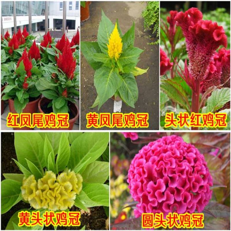 鸡冠花种子冠状鸡冠花火焰鸡冠花耐寒耐旱四季花提供种植技术