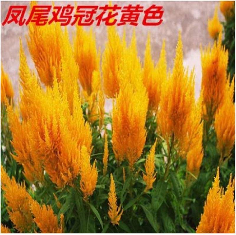 鸡冠花种子冠状鸡冠花火焰鸡冠花耐寒耐旱四季花提供种植技术