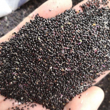鸡冠花种子冠状鸡冠花火焰鸡冠花耐寒耐旱四季花提供种植技术