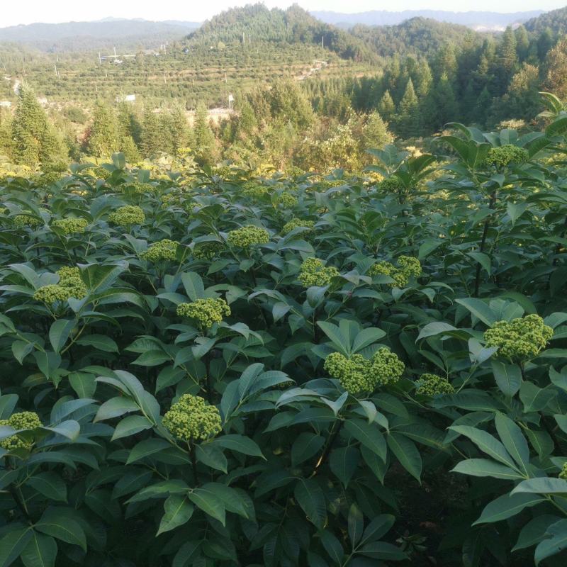 吴茱萸（品种：中花）贵州高原特产无污染吴茱萸米辣子