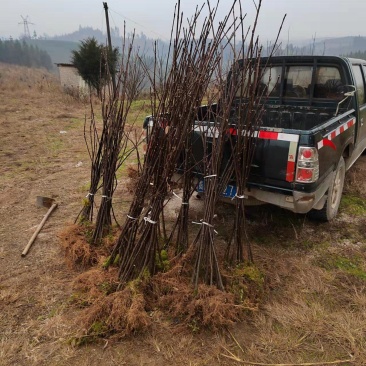 吴茱萸树苗，中花吴茱萸，棰油子树苗，臭辣子树苗，米辣子