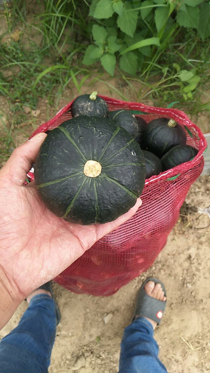 南瓜贝贝南瓜一件代发，产地直发对应各大电商货
