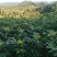 吴茱萸（品种：中花）贵州高原特产无污染吴茱萸米辣子