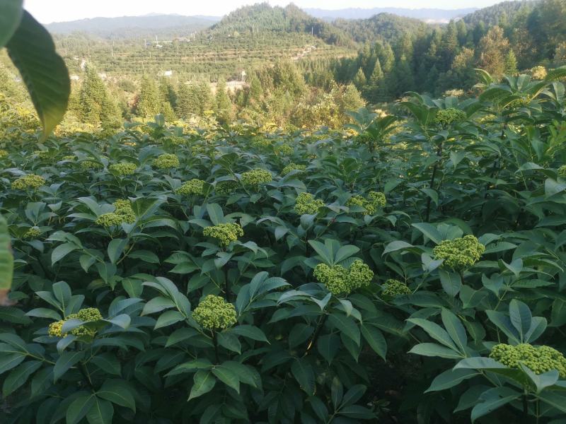 吴茱萸（品种：中花）贵州高原特产无污染吴茱萸米辣子