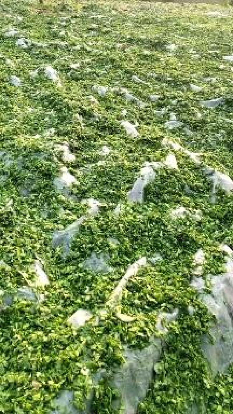梅干菜/梅菜/梅菜扣肉/梅菜饼/淡盐/蒸煮过。