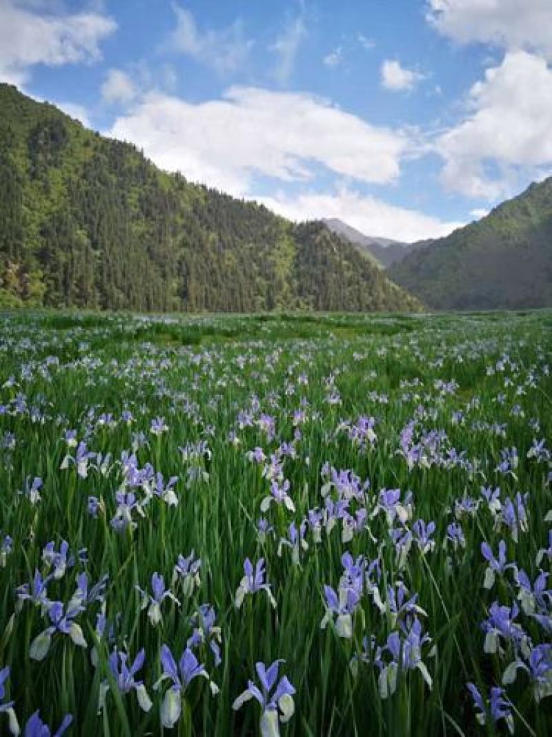 马兰花种子马莲种子多年生植物花种耐寒耐旱四季花提供种植技