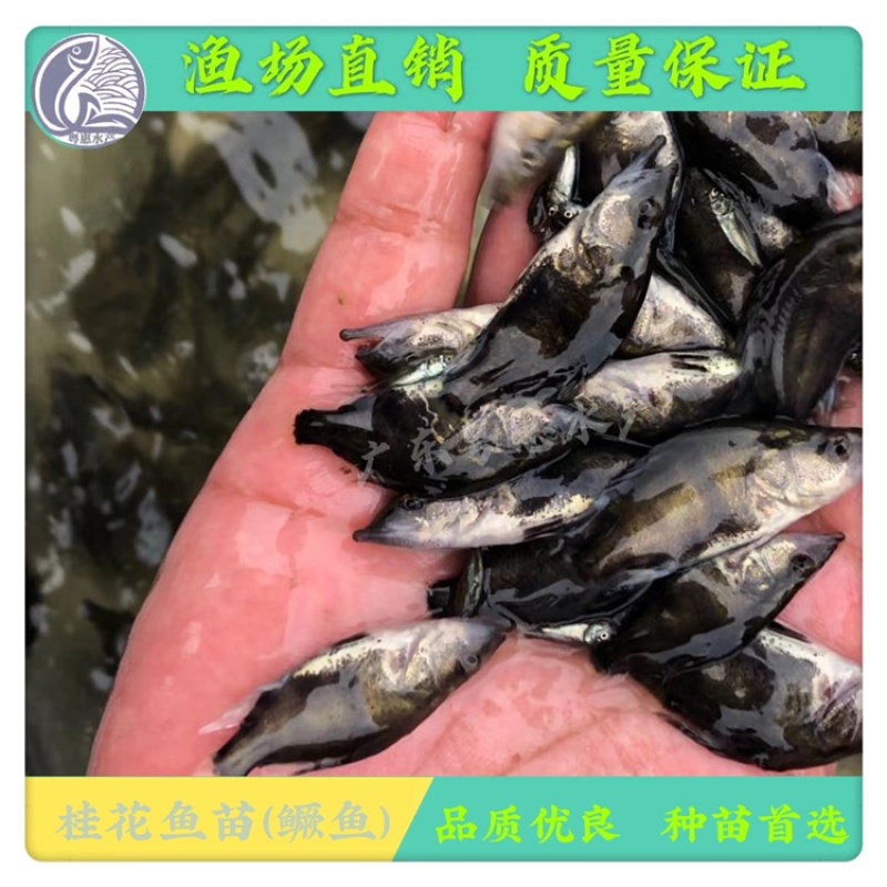 鱼苗优质桂鱼苗淡水鳜鱼苗