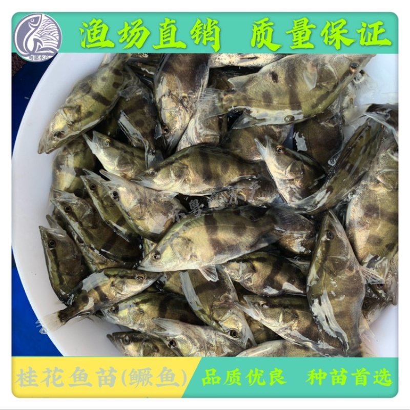 鱼苗优质桂鱼苗淡水鳜鱼苗