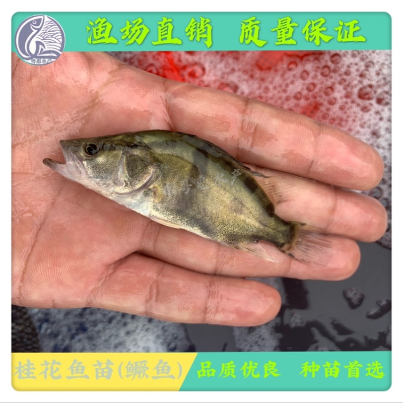 鱼苗优质桂鱼苗淡水鳜鱼苗