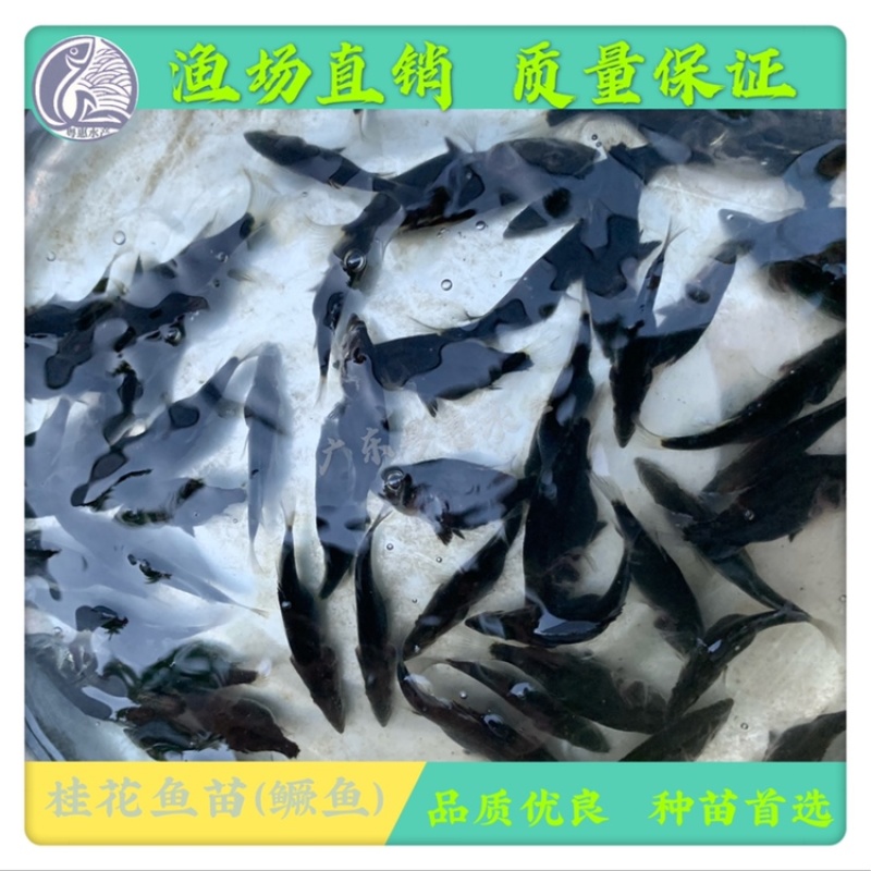 鱼苗优质桂鱼苗淡水鳜鱼苗