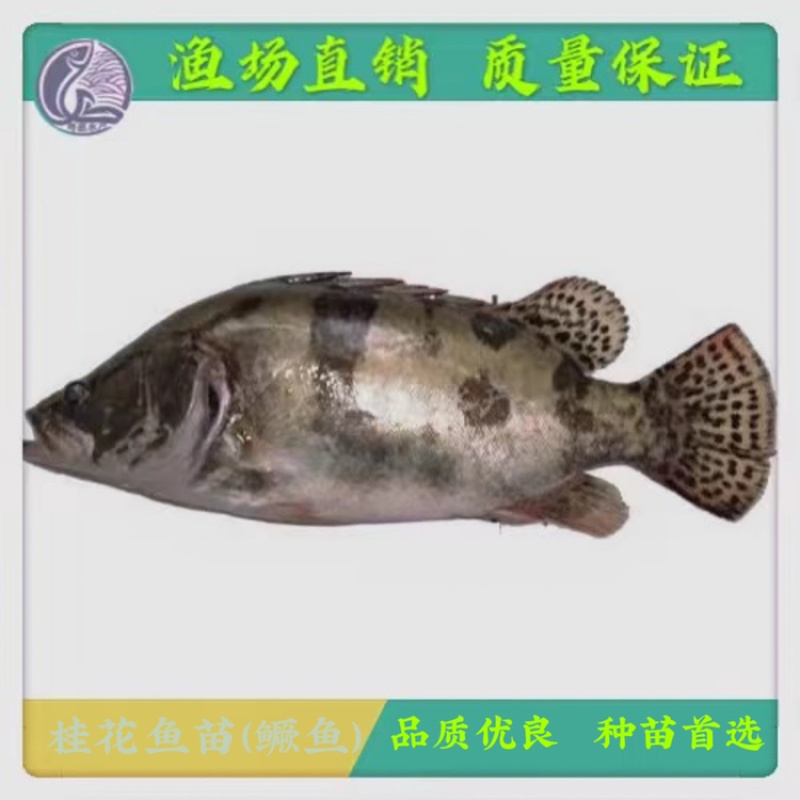 鱼苗优质桂鱼苗淡水鳜鱼苗