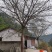 黄葛树15-45公分