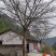 黄葛树15-45公分