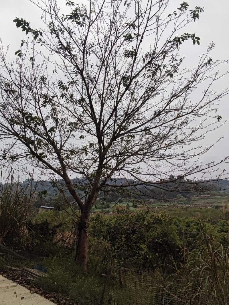 黄葛树15-45公分