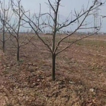 柿子树
