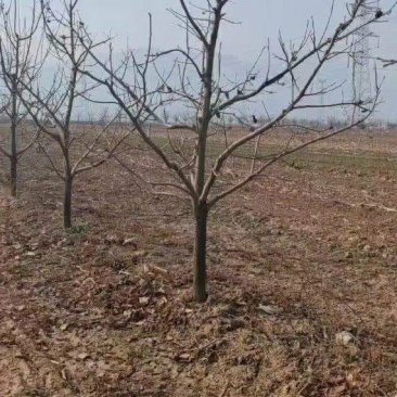 柿子树