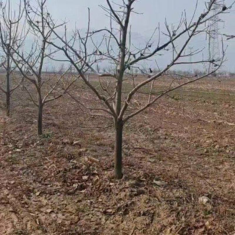 柿子树