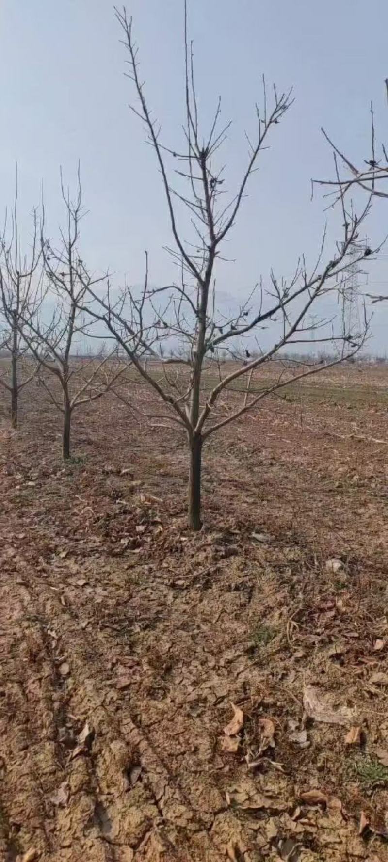 柿子树