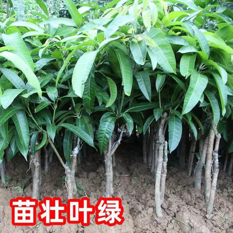 （热销）芒果果树苗正宗嫁接苗南方种植四季芒金煌芒当年结果