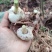 姜型多花不倒苗甜黄精，四川猫儿姜，老虎姜