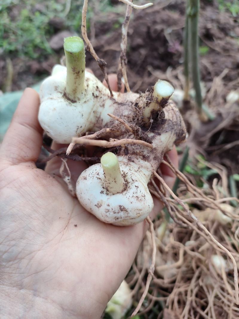 姜型多花不倒苗甜黄精，四川猫儿姜，老虎姜