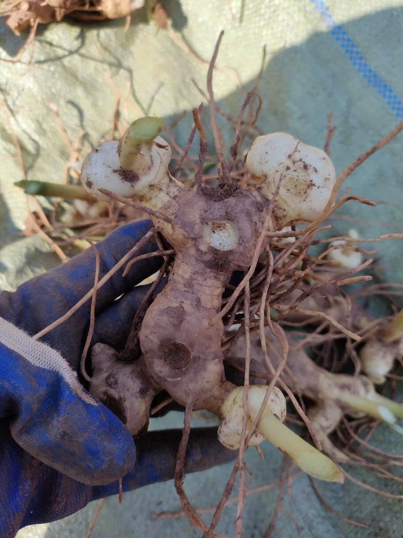 姜型多花不倒苗甜黄精，四川猫儿姜，老虎姜