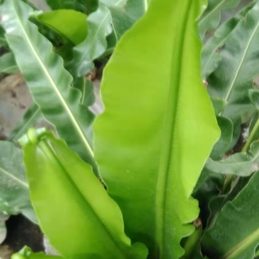 山苏菜