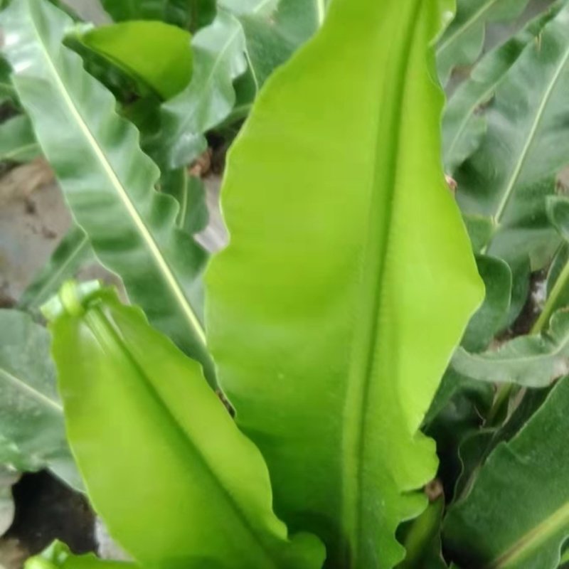 山苏菜