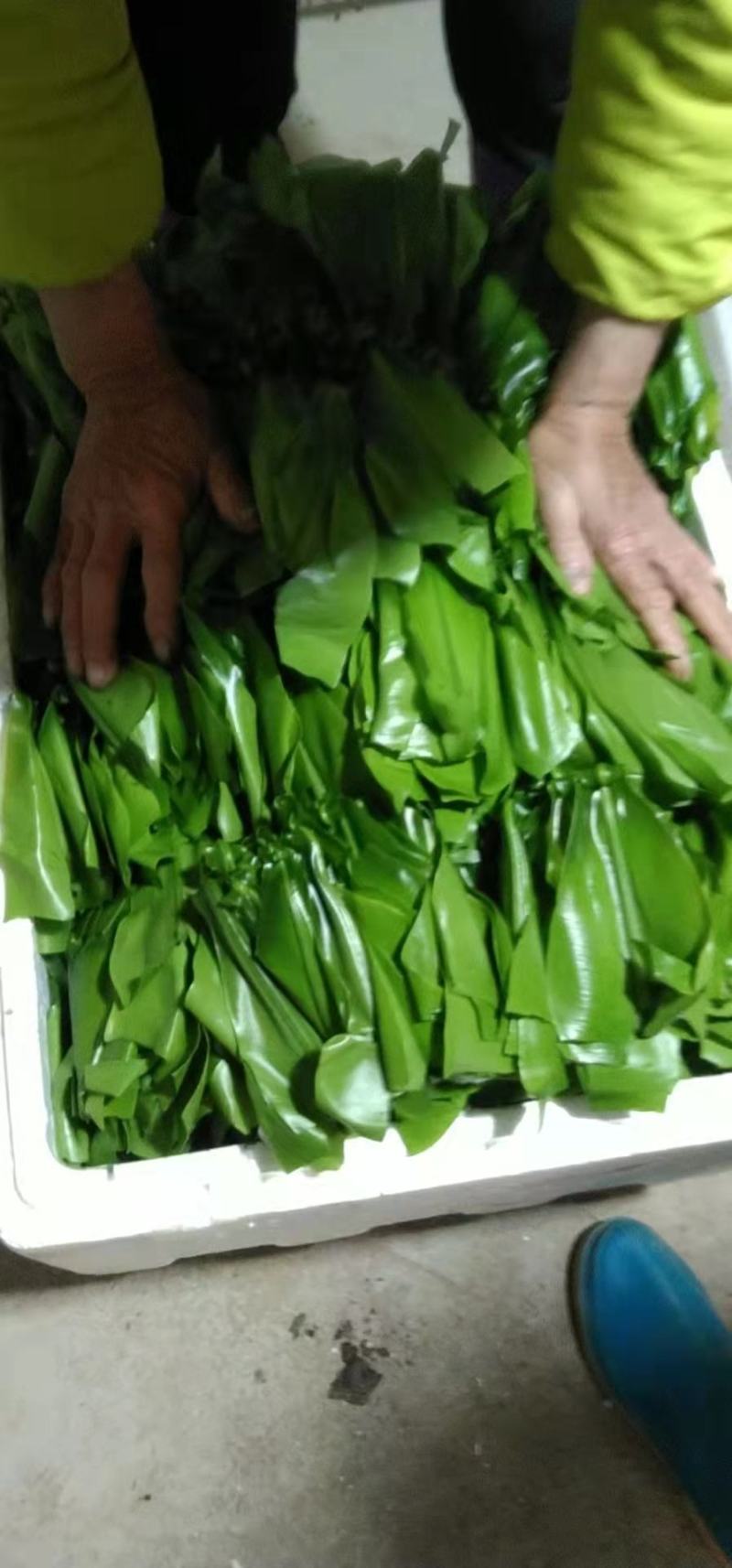 山苏菜