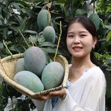 （热销）芒果果树苗正宗嫁接苗南方种植四季芒金煌芒当年结果