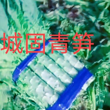 陕西汉中城固莴笋：自产自销2斤以上，图片视频看货(现货