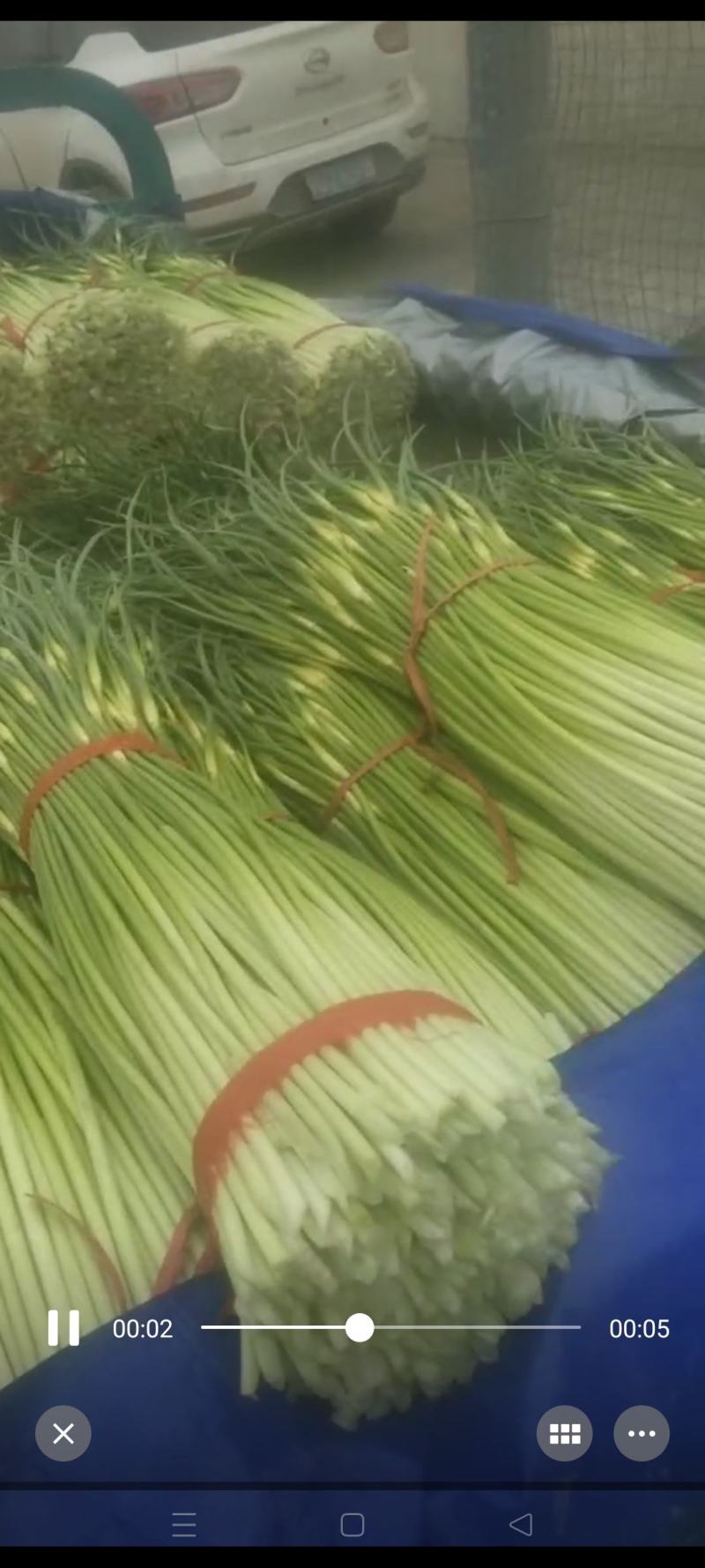 江苏徐州蒜台