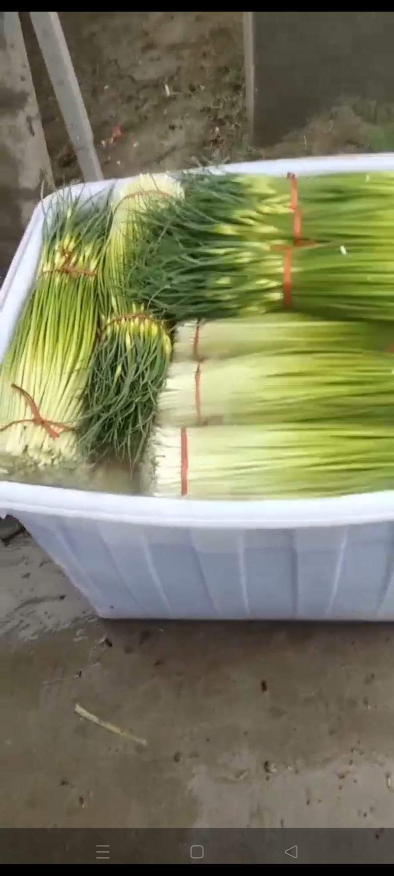 江苏徐州蒜台