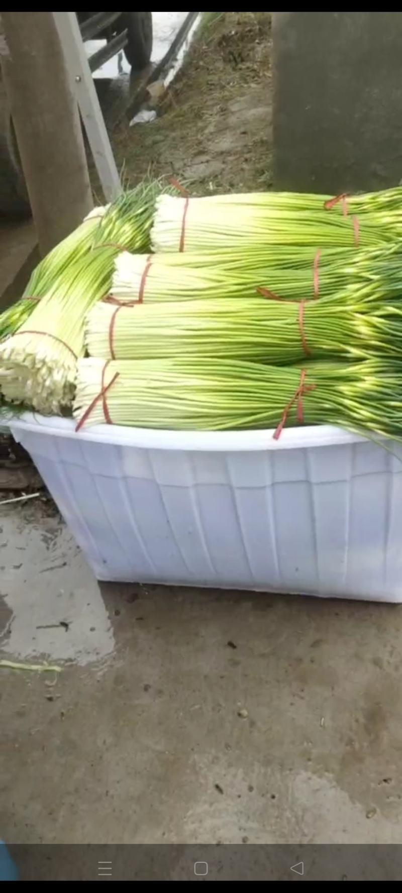 江苏徐州蒜台