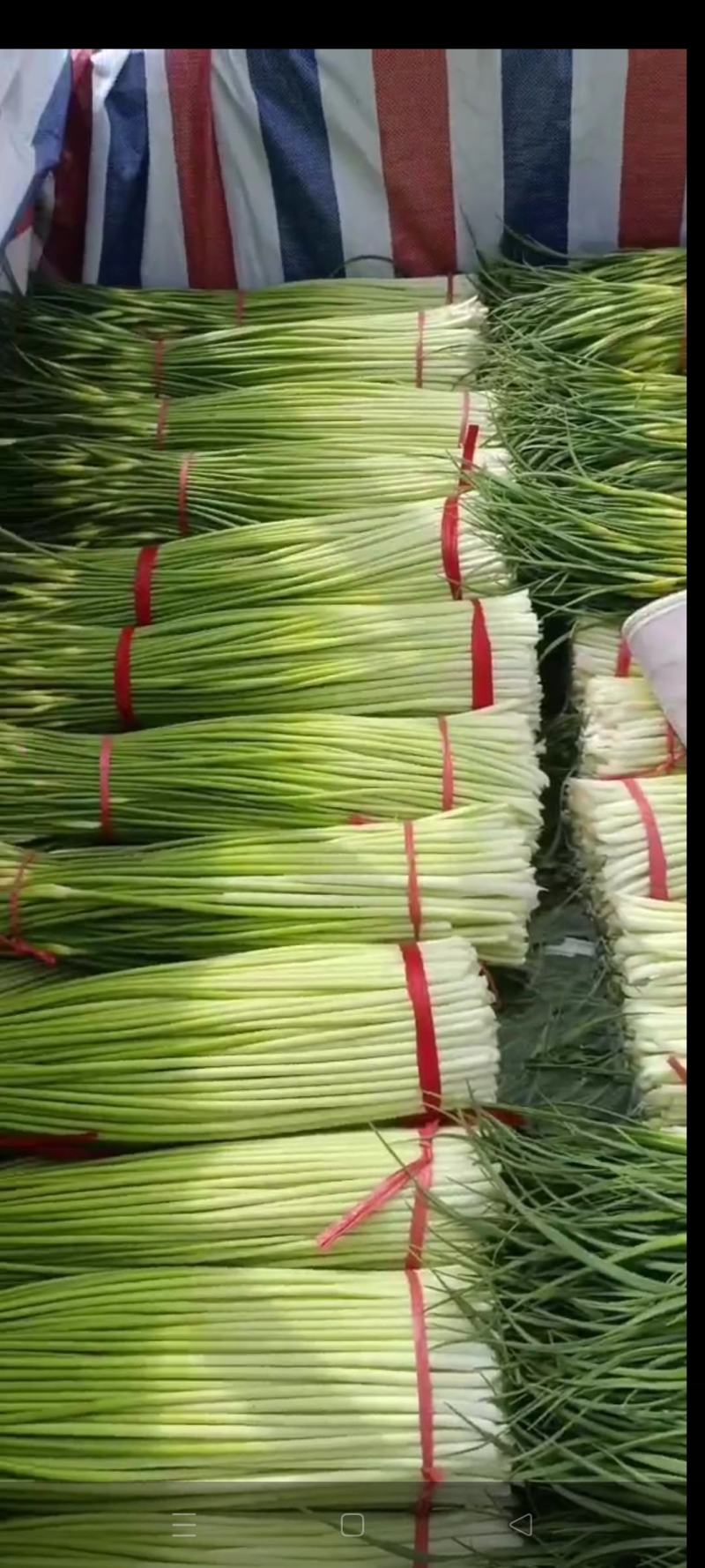 江苏徐州蒜台