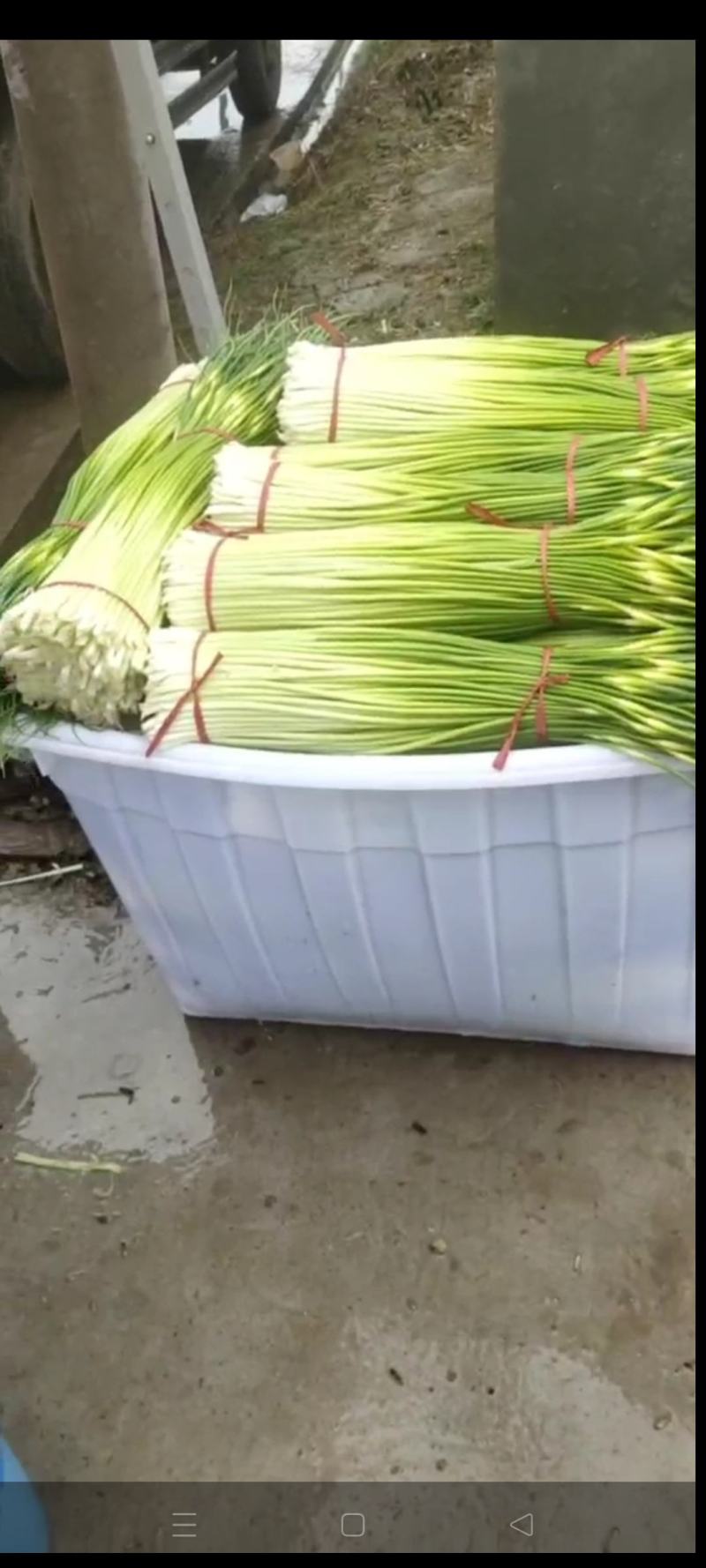 江苏徐州蒜台