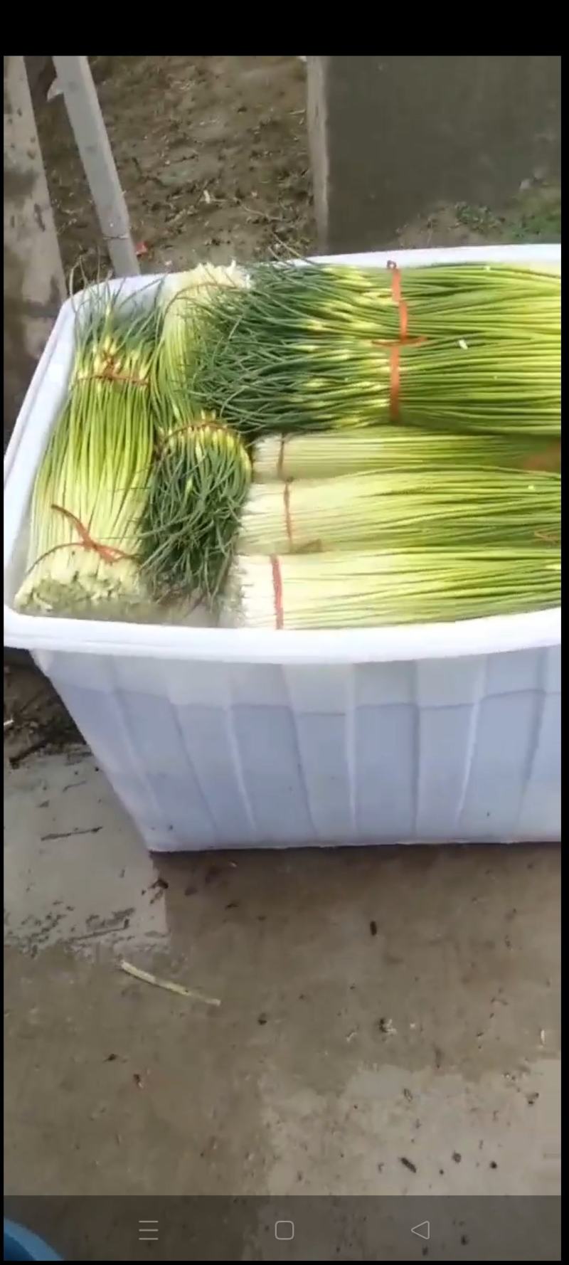 江苏徐州蒜台