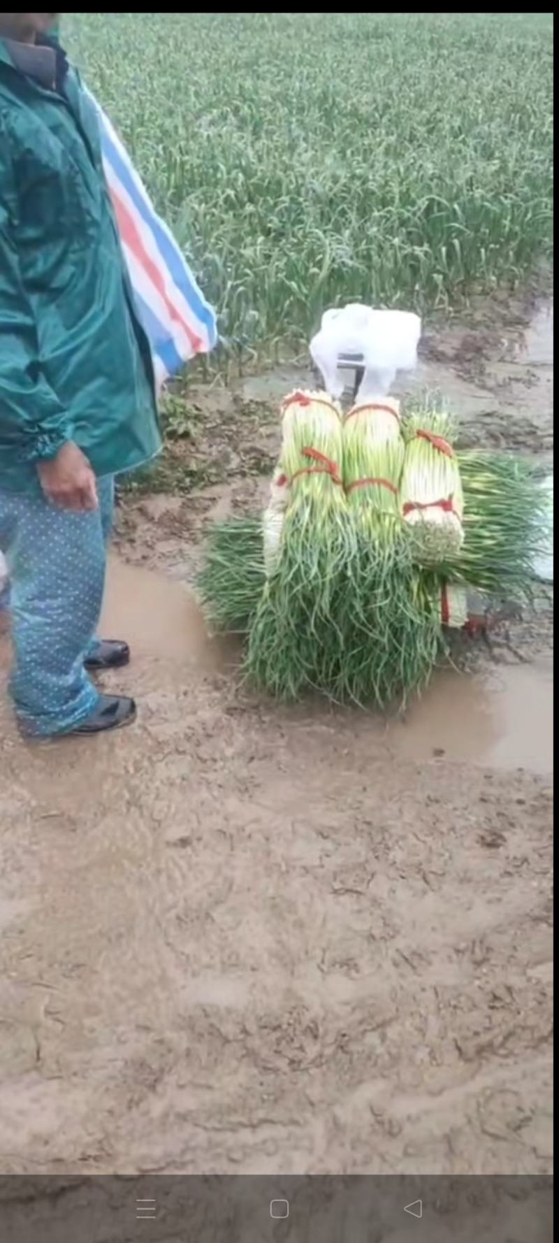 江苏徐州蒜台