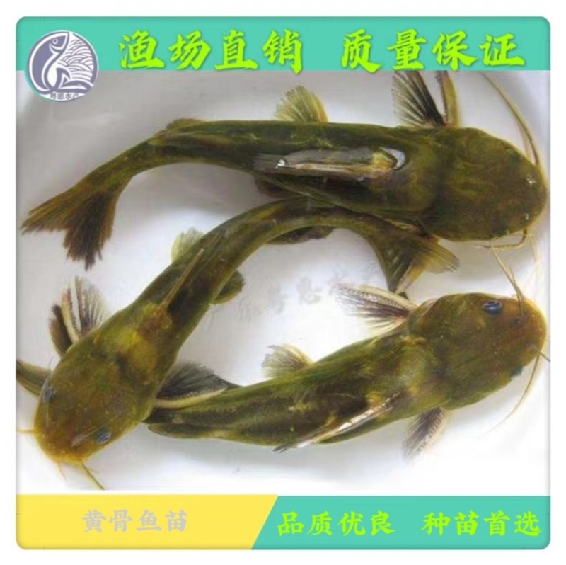 鱼苗黄骨鱼苗黄辣丁黄蜂鱼苗昂刺鱼苗