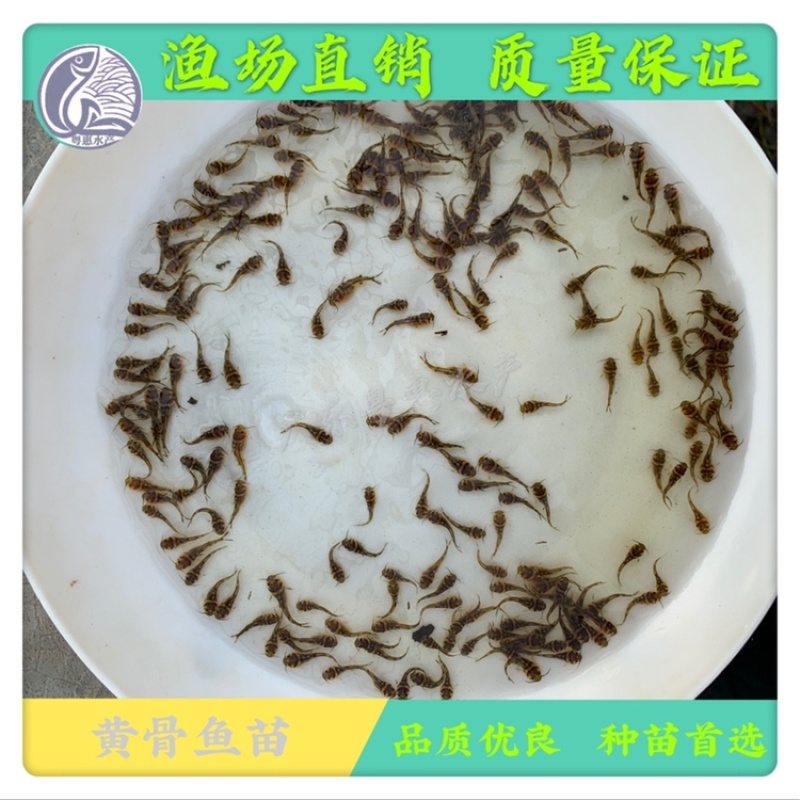 鱼苗黄骨鱼苗黄辣丁黄蜂鱼苗昂刺鱼苗