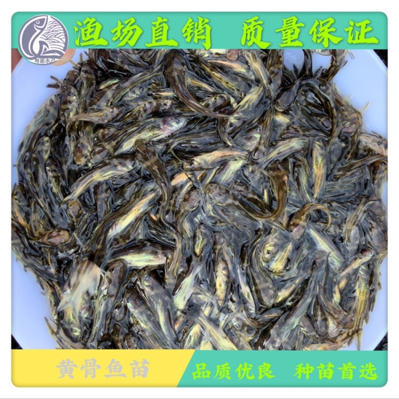 鱼苗黄骨鱼苗黄辣丁黄蜂鱼苗昂刺鱼苗