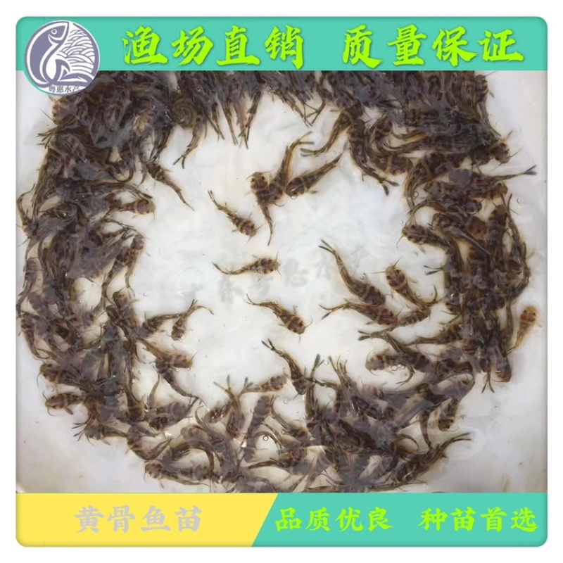 鱼苗黄骨鱼苗黄辣丁黄蜂鱼苗昂刺鱼苗