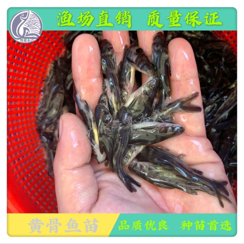 鱼苗黄骨鱼苗黄辣丁黄蜂鱼苗昂刺鱼苗