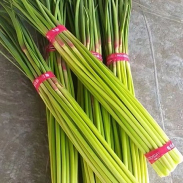 红帽蒜苔大量上市原把，小把，产地直发质量保证货好价优